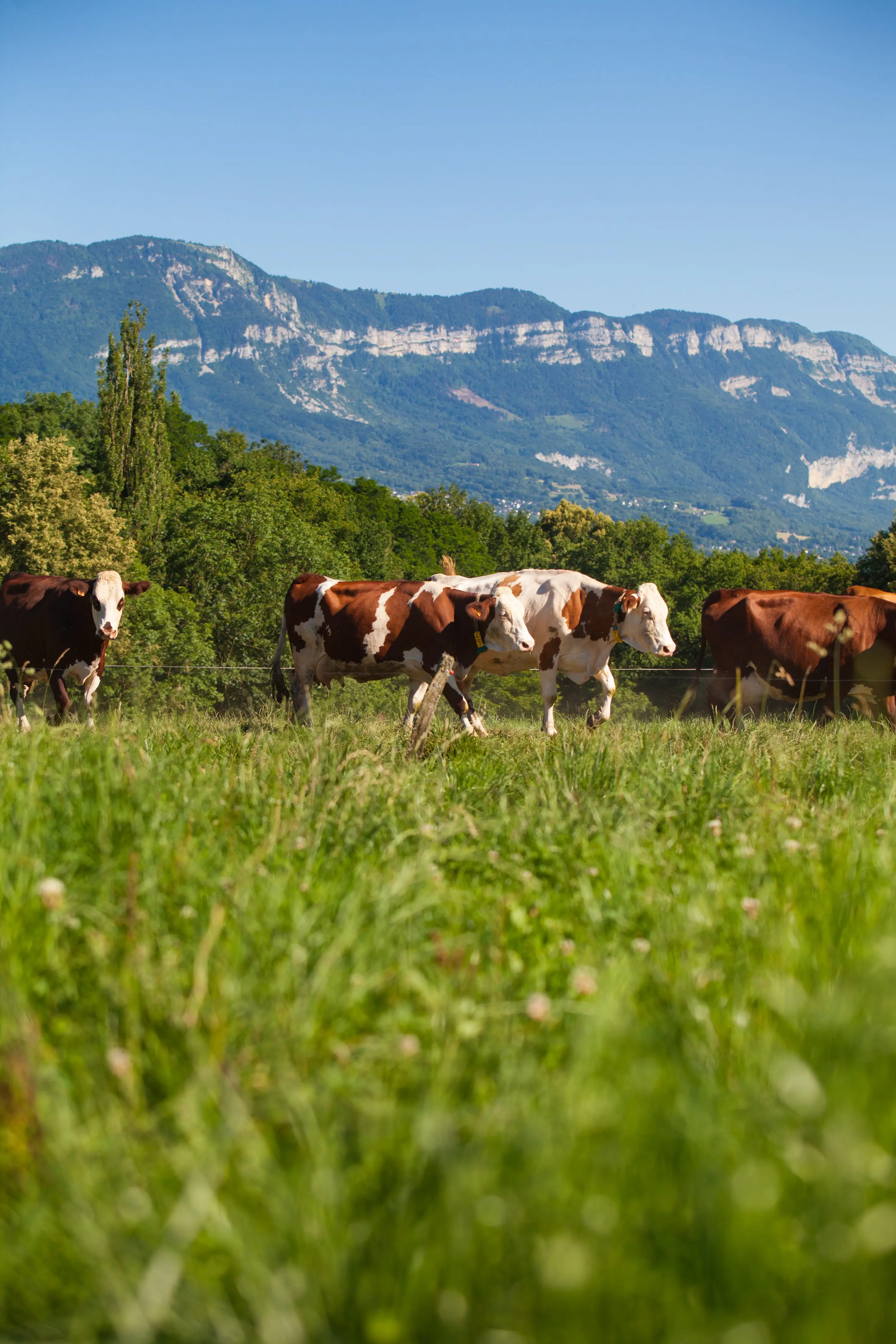 Vacas