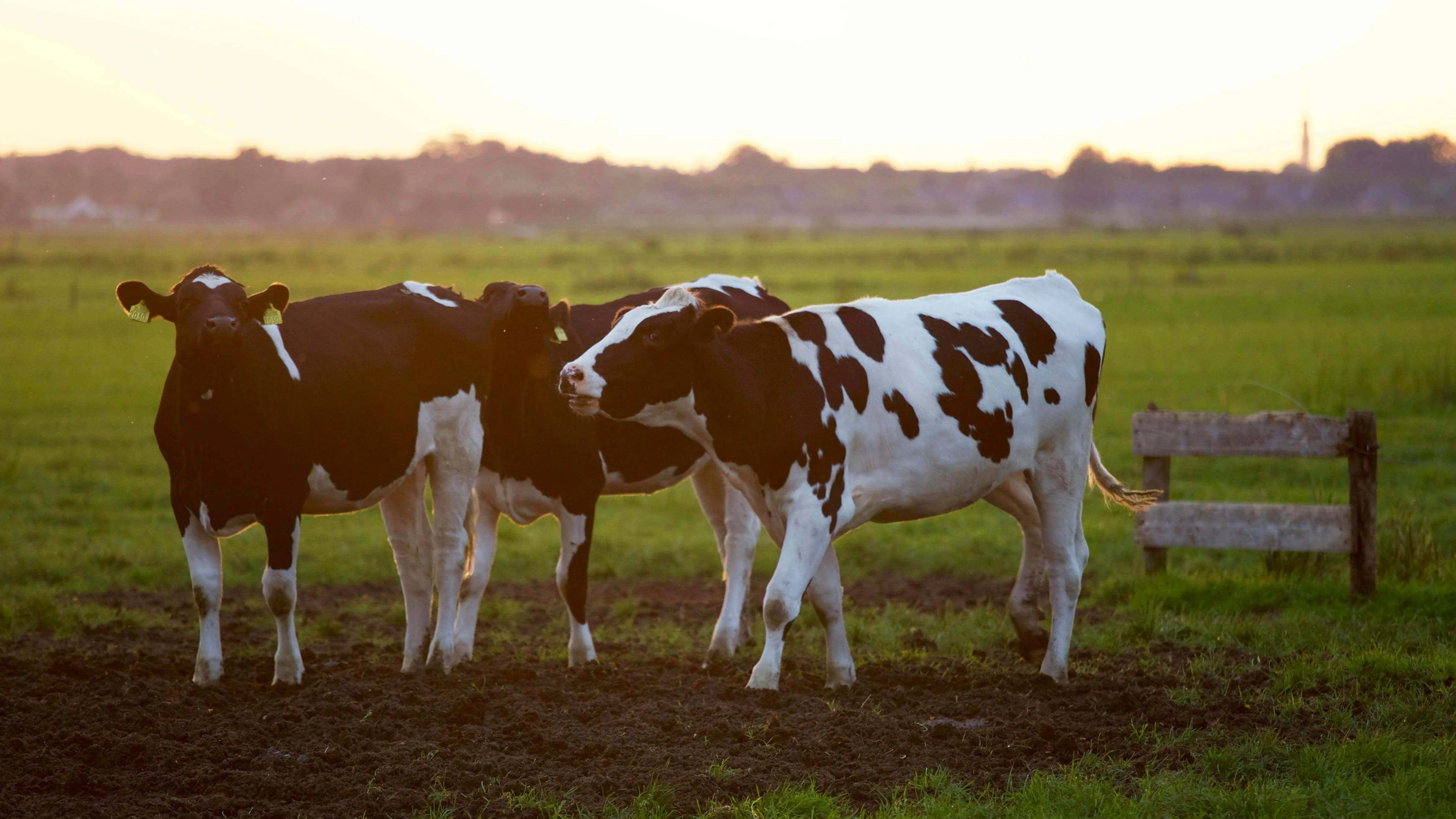 Nutrición Animal Vacas